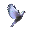 Dove